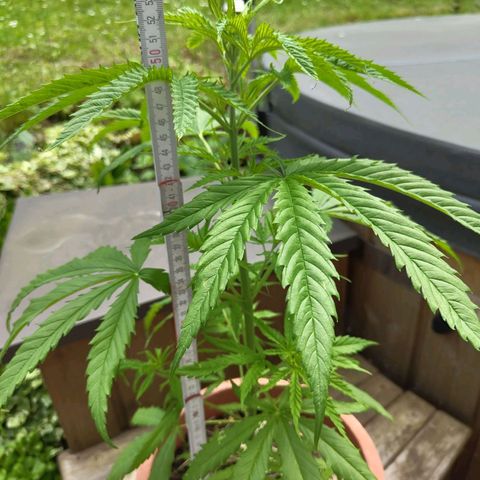 Painkiller XL growlog timeline photo