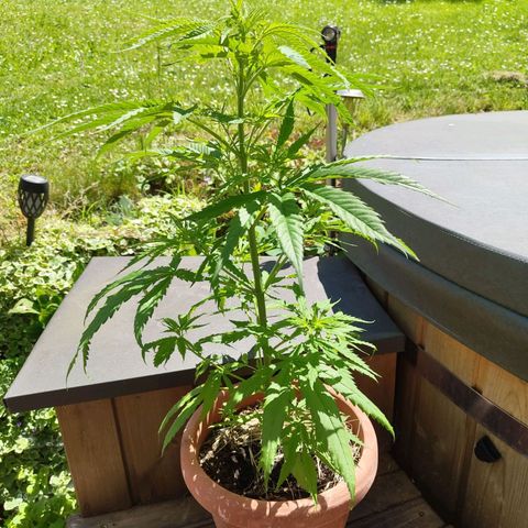 Painkiller XL growlog photo: 65 cm