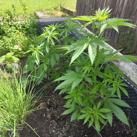 Special Queen 1 growlog timeline photo