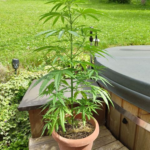 Painkiller XL growlog photo: 75 cm