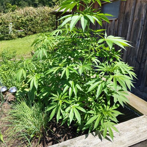 Special Queen 1 growlog timeline photo