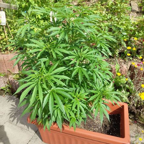 Painkiller XL growlog timeline photo