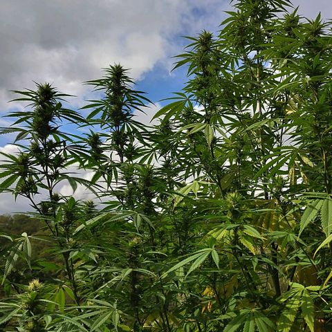 Special Queen 1 growlog timeline photo
