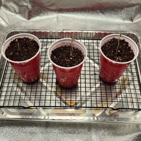 Tres Amigos growlog timeline photo