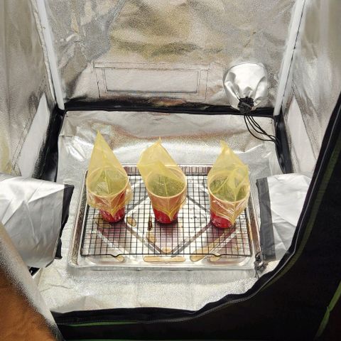 Tres Amigos growlog timeline photo