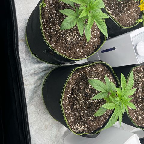 UK cheese x Bubba growlog timeline photo