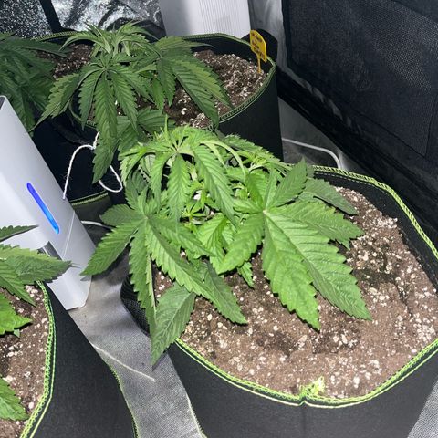 UK cheese x Bubba growlog timeline photo