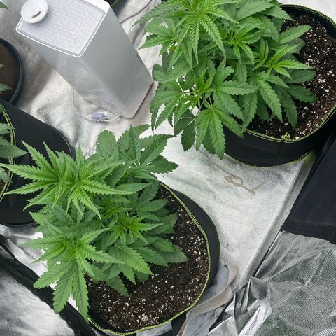 UK cheese x Bubba growlog timeline photo