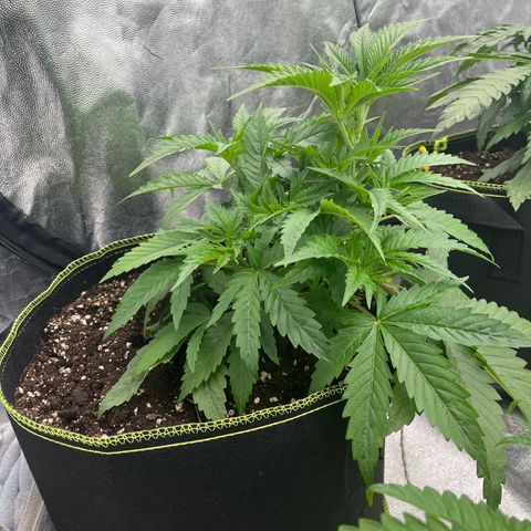 UK cheese x Bubba growlog timeline photo