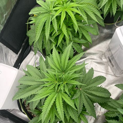 UK cheese x Bubba growlog timeline photo