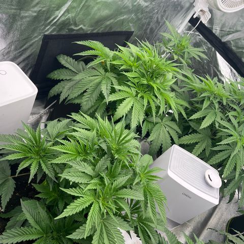 UK cheese x Bubba growlog timeline photo