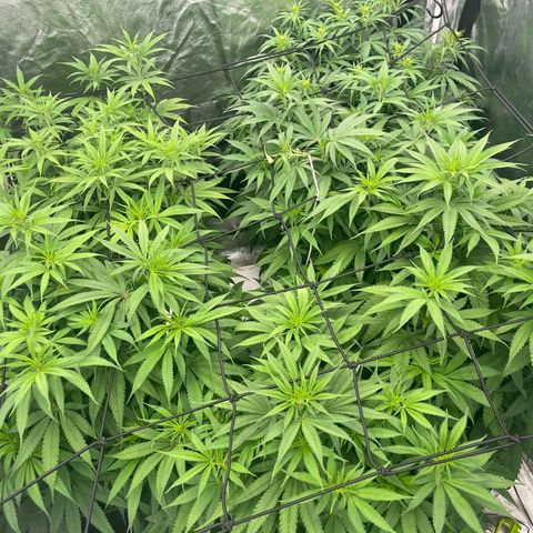 UK cheese x Bubba growlog timeline photo