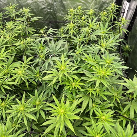 UK cheese x Bubba growlog timeline photo