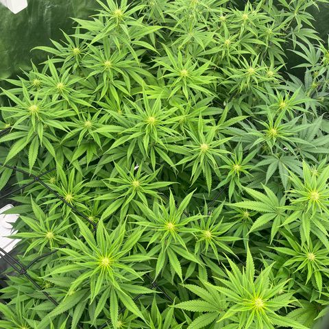 UK cheese x Bubba growlog timeline photo