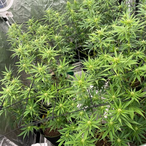 UK cheese x Bubba growlog timeline photo