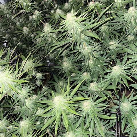 UK cheese x Bubba growlog timeline photo