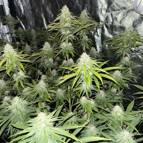UK cheese x Bubba growlog timeline photo