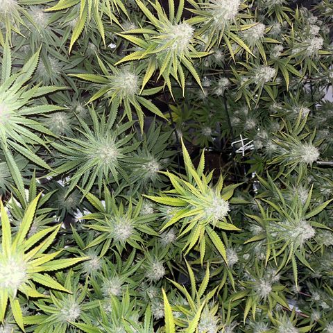 UK cheese x Bubba growlog timeline photo