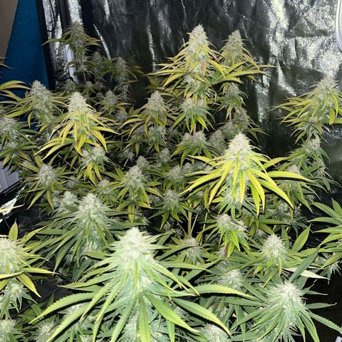 UK cheese x Bubba growlog timeline photo