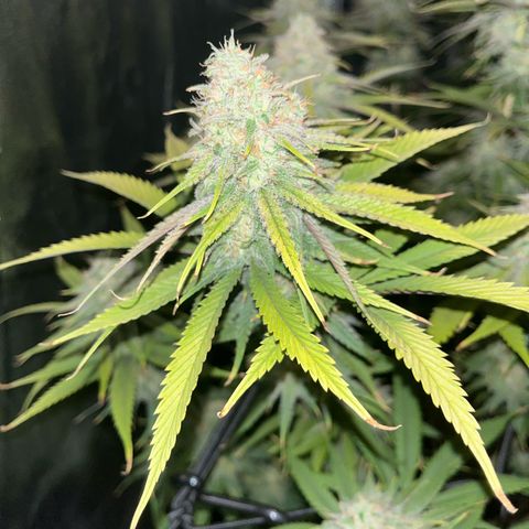 UK cheese x Bubba growlog timeline photo
