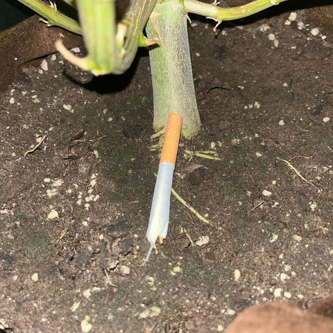 UK cheese x Bubba growlog timeline photo