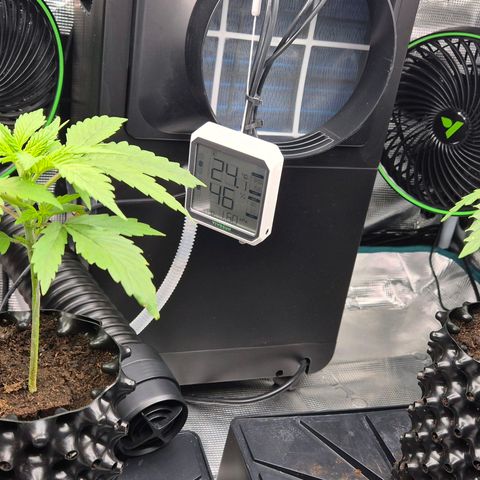 Bubble Gum (Serious Seeds) growlog timeline photo