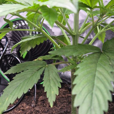 Bubble Gum (Serious Seeds) growlog photo: Beginn des Mainlinings mit Topping