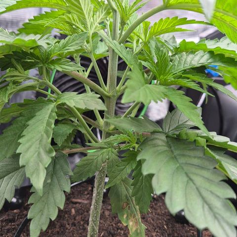 Bubble Gum (Serious Seeds) growlog photo: Beginn des Mainlinings mit Topping