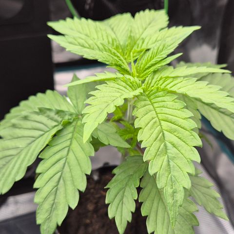 Bubble Gum (Serious Seeds) growlog timeline photo