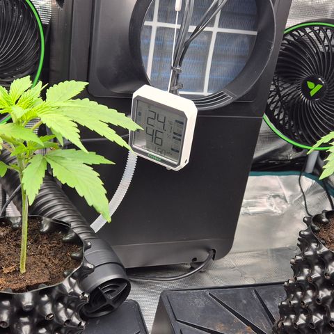 Bubble Gum (Serious Seeds) growlog timeline photo