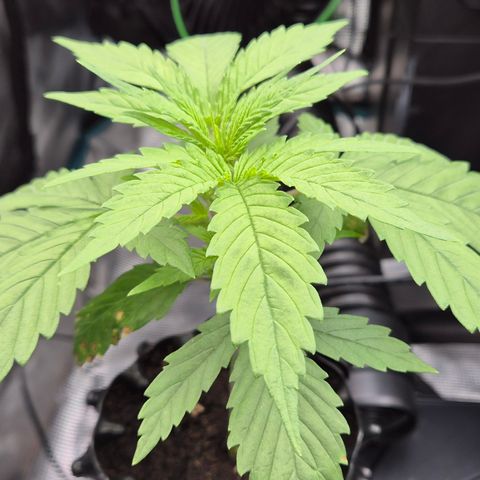 Bubble Gum (Serious Seeds) growlog timeline photo