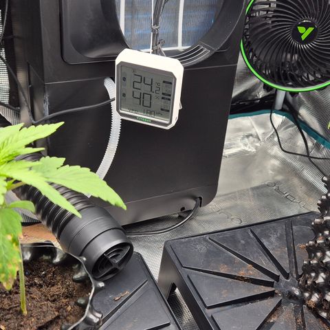 Bubble Gum (Serious Seeds) growlog timeline photo