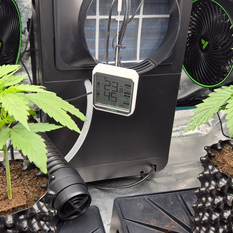 Bubble Gum (Serious Seeds) growlog timeline photo