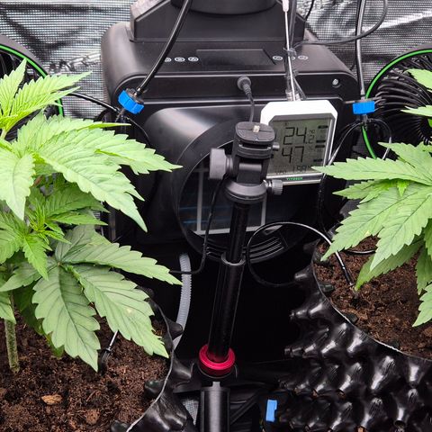 Bubble Gum (Serious Seeds) growlog timeline photo