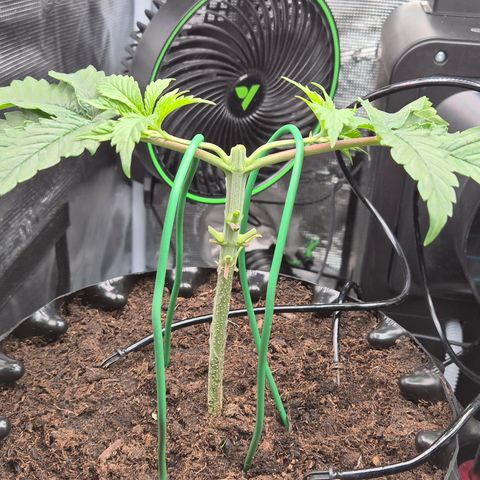 Bubble Gum (Serious Seeds) growlog photo: Beginn des Mainlinings