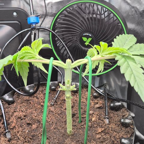 Bubble Gum (Serious Seeds) growlog photo: Beginn des Mainlinings