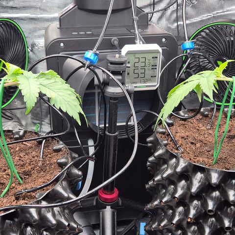 Bubble Gum (Serious Seeds) growlog photo: Beginn des Mainlinings