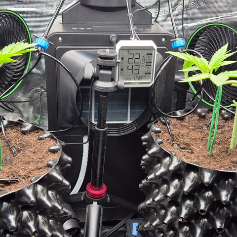 Bubble Gum (Serious Seeds) growlog timeline photo