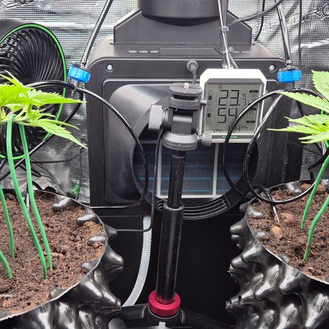 Bubble Gum (Serious Seeds) growlog timeline photo