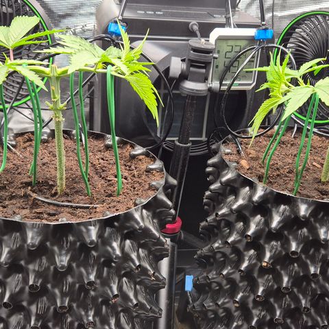 Bubble Gum (Serious Seeds) growlog timeline photo