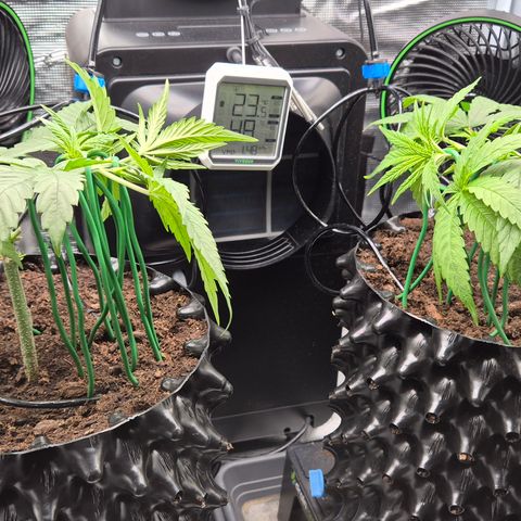 Bubble Gum (Serious Seeds) growlog timeline photo