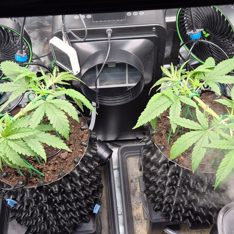 Bubble Gum (Serious Seeds) growlog timeline photo