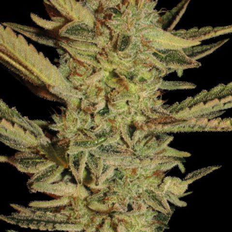 Bubble Gum (Serious Seeds) growlog timeline photo