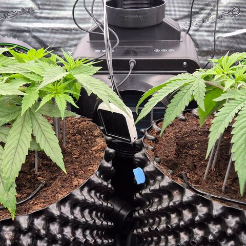 Bubble Gum (Serious Seeds) growlog timeline photo