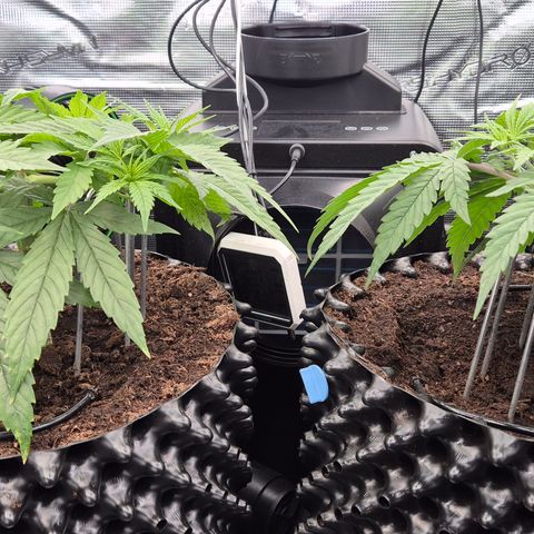 Bubble Gum (Serious Seeds) growlog timeline photo