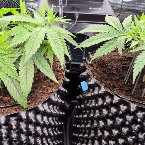 Bubble Gum (Serious Seeds) growlog timeline photo