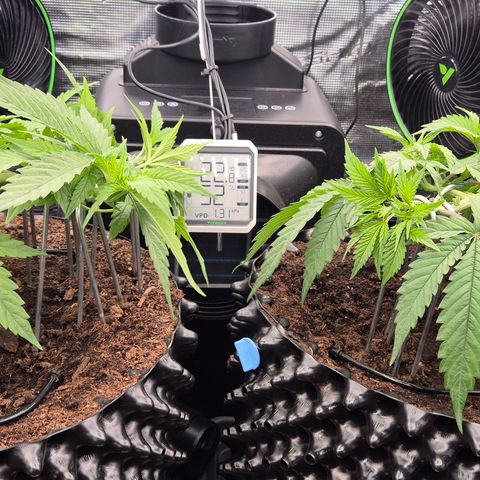 Bubble Gum (Serious Seeds) growlog timeline photo