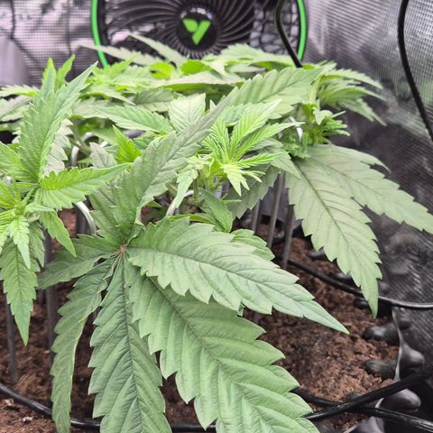 Bubble Gum (Serious Seeds) growlog timeline photo