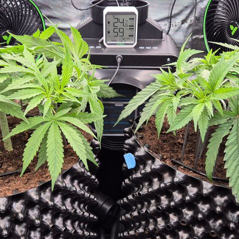 Bubble Gum (Serious Seeds) growlog timeline photo