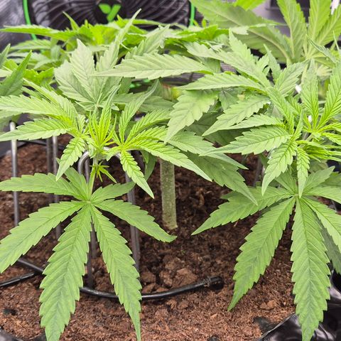 Bubble Gum (Serious Seeds) growlog timeline photo